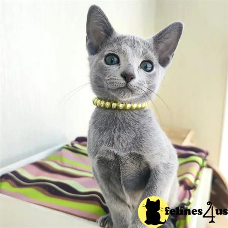 sweet_kitty90 Picture 1